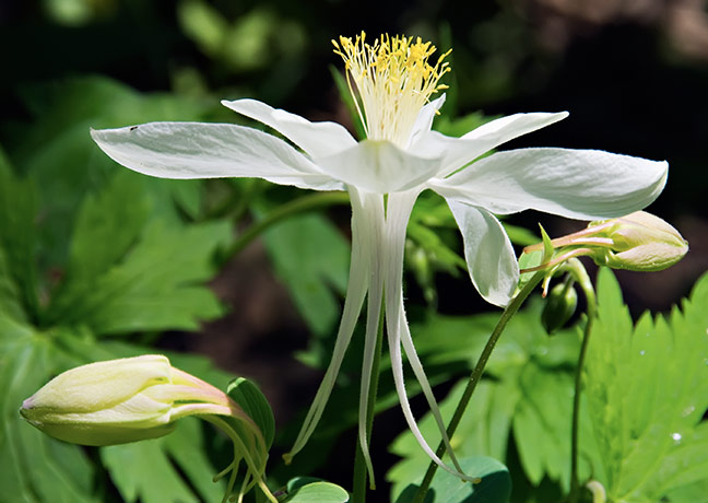 columbine bullit